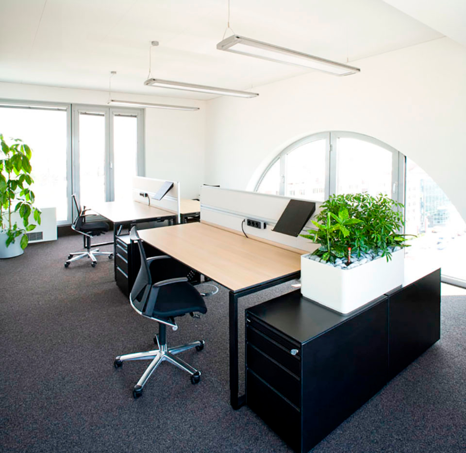 Indoor-Grünplfanzen-Konzept